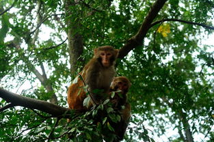 猴子和森林雅思-雅思写作分析
