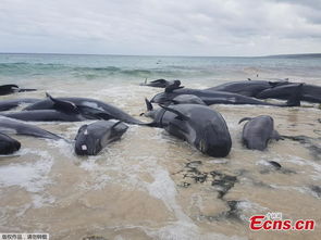 whale strandings解析-剑桥雅思9听力test1section4原文答案解析+文本精讲【