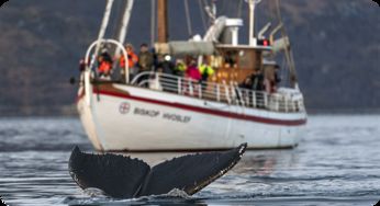 whale strandings解析-剑桥雅思9听力test1section4原文答案解析+文本精讲【