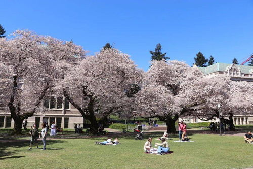 华盛顿西雅图大学录取条件-2020年西雅图华盛顿大学的入学条件