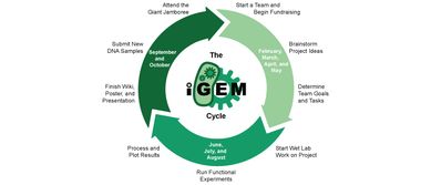 基因工程igem-iGEM国际基因工程大赛