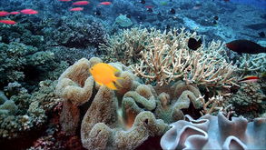 coral reef阅读-雅思阅读机经真题解析