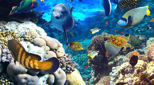 全球海洋生物专业排名-美国大学海洋生物学专业名校推荐