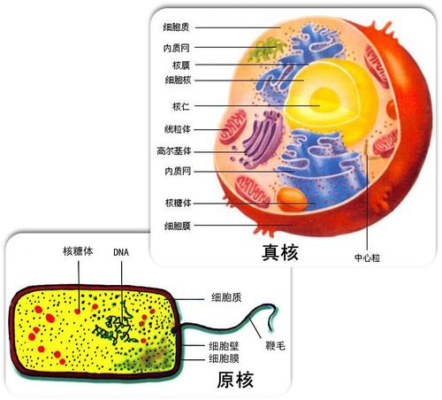 细胞生物ap是什么-AP生物学辅导课程介绍