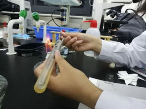 生物化学实验中的IB实验-如何申请生物化学专业ALEVEL和IB要求