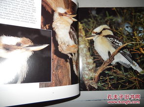 research on birds in Australia-剑桥雅思8Test2Section3听力原文与答案HoneyBeesinAus