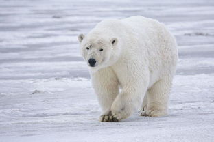 雅思阅读保护北极熊-雅思阅读材料的练习