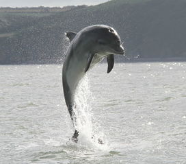 dolphin watching雅思听力-剑桥雅思14Test4Section2听力原文与答案酒店与娱乐项目介绍