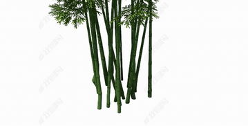 雅思阅读竹子神奇的植物答案-雅思阅读机经还原