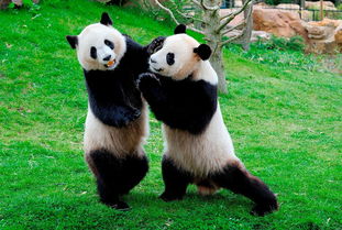 雅思有趣的动物熊猫-雅思口语Part2高分素材