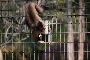 most capuchin monkey conflict-GRE填空模拟练习题