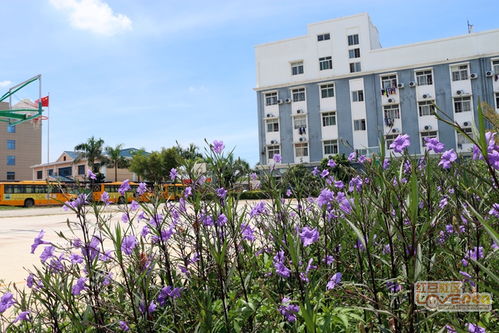 北海国际外语学校-中央民族大学附中北海国际学校