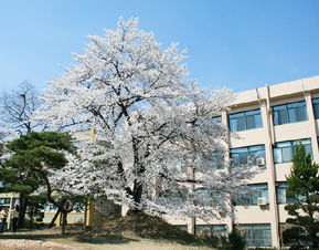 全南大学和全北大学哪个好-全北大学和全南大学的宿舍情况还有具体价位吧两个差距大